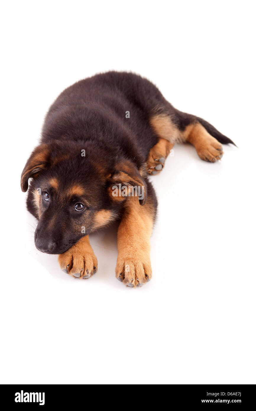 Baby german shepherd dog, isolated over a white background Stock Photo