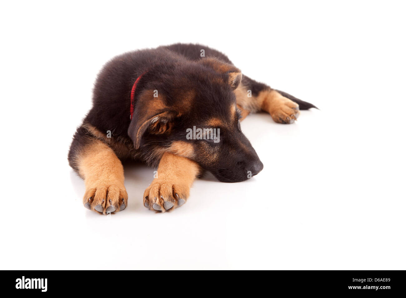 Baby german shepherd dog, isolated over a white background Stock Photo