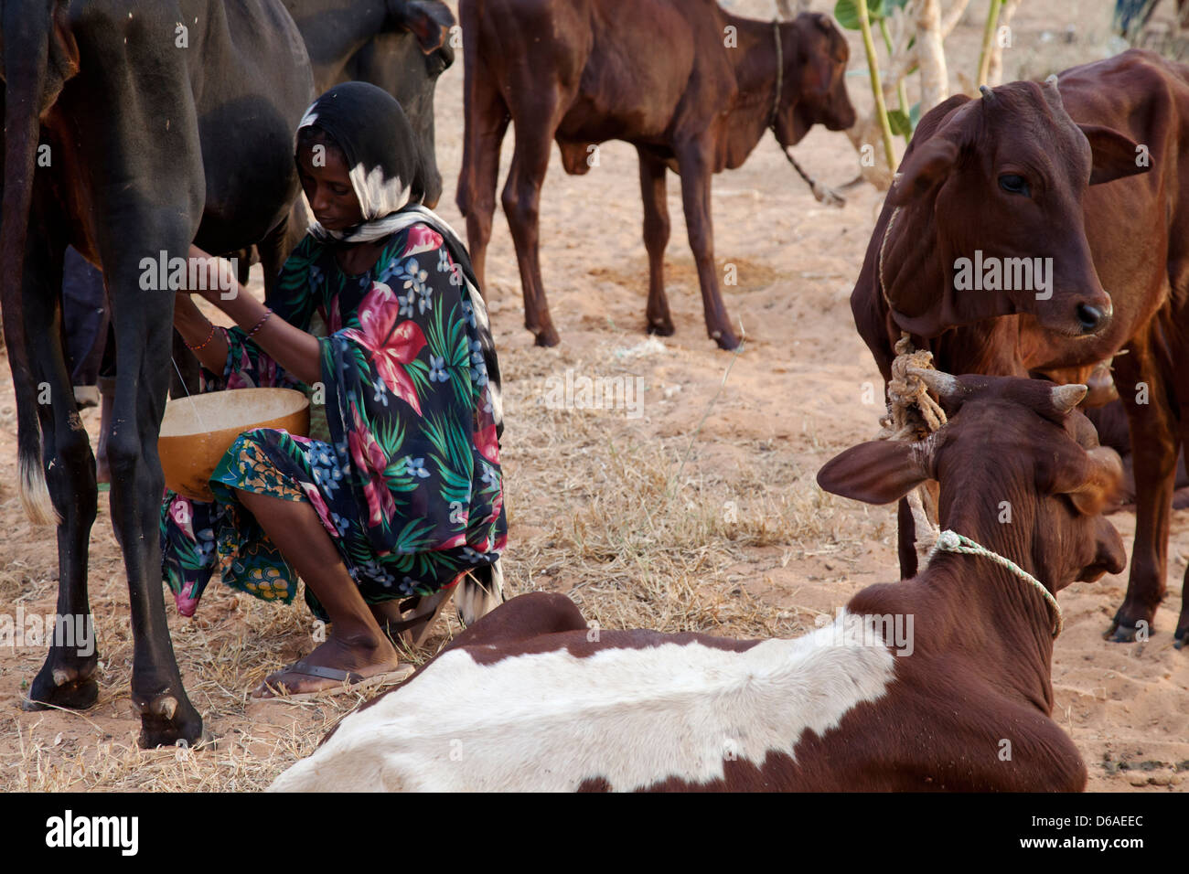 Tuareg nomad woman milks a cow Stock Photo