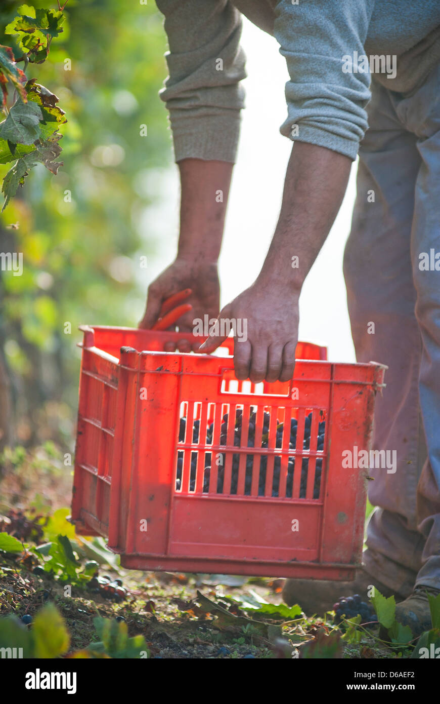 Man Lifting Crate of Grapes Stock Photo - Alamy