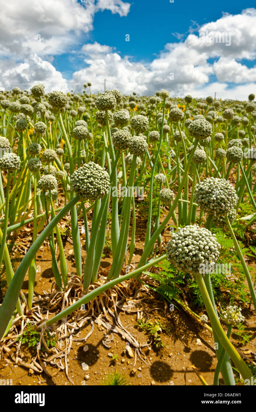 Fields of Onion Stock Photo Alamy