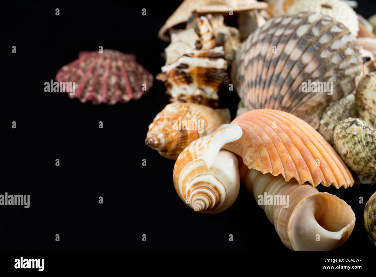 Countries With Shell USA - Detail of seashells from around the world Stock Photo - Alamy