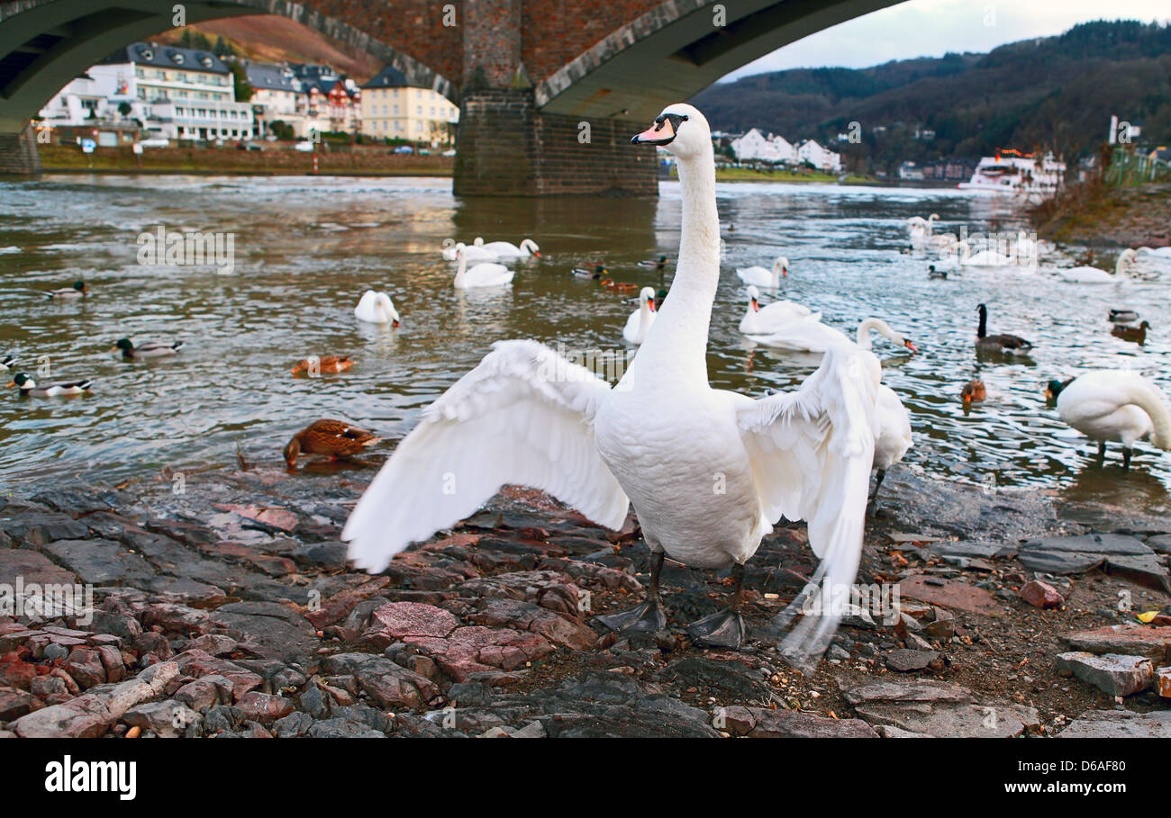 wild white swan Stock Photo