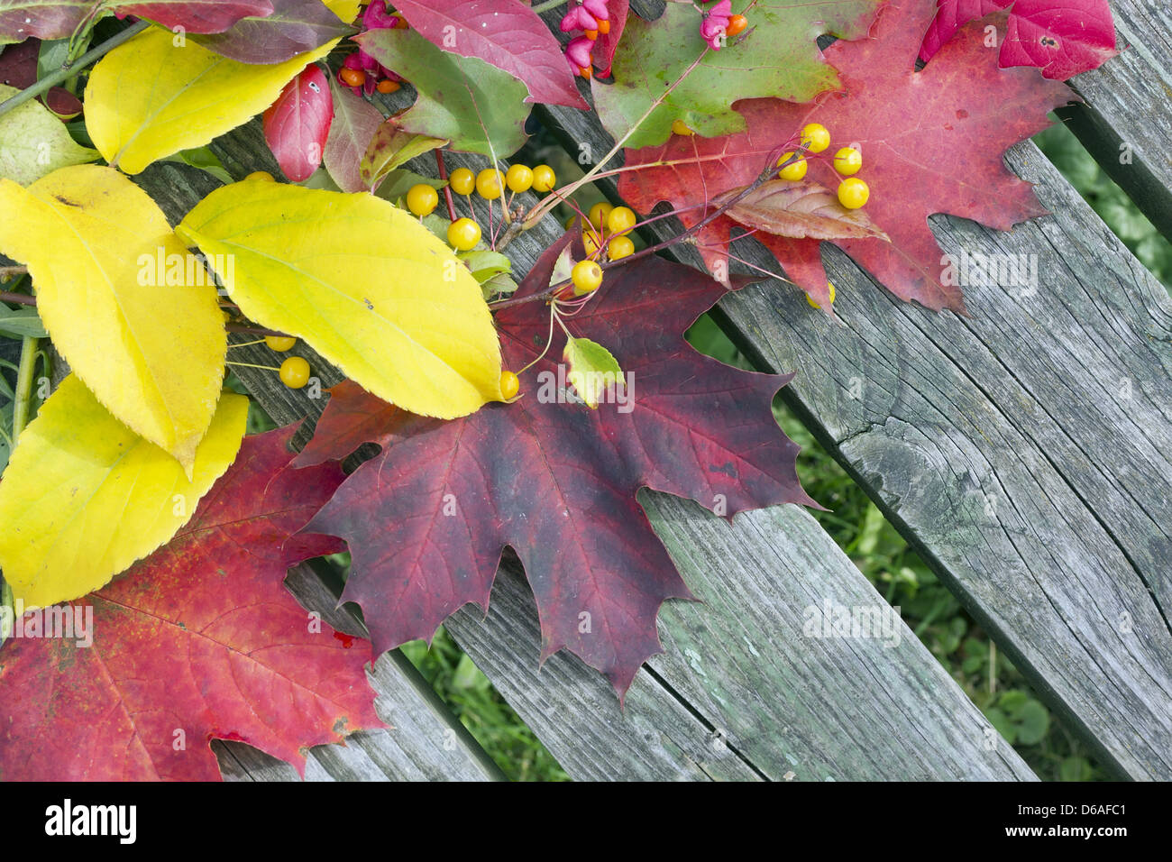 Background from autumn leaves and fruits Stock Photo - Alamy