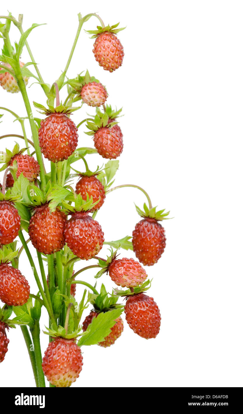 wild strawberry bush fragment postcard Stock Photo - Alamy