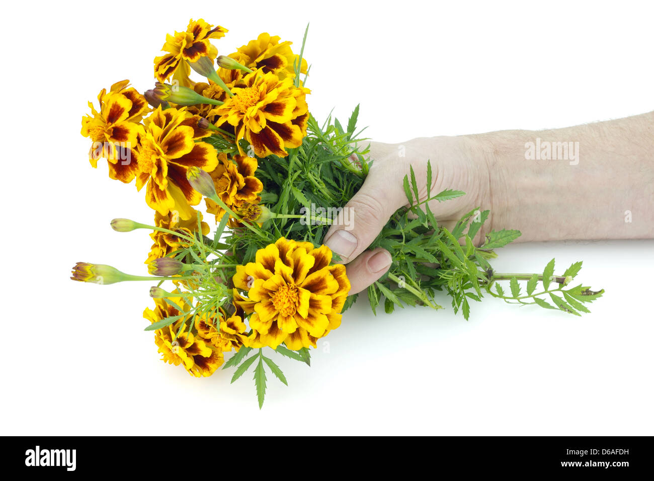 French Marigolds in hand Stock Photo