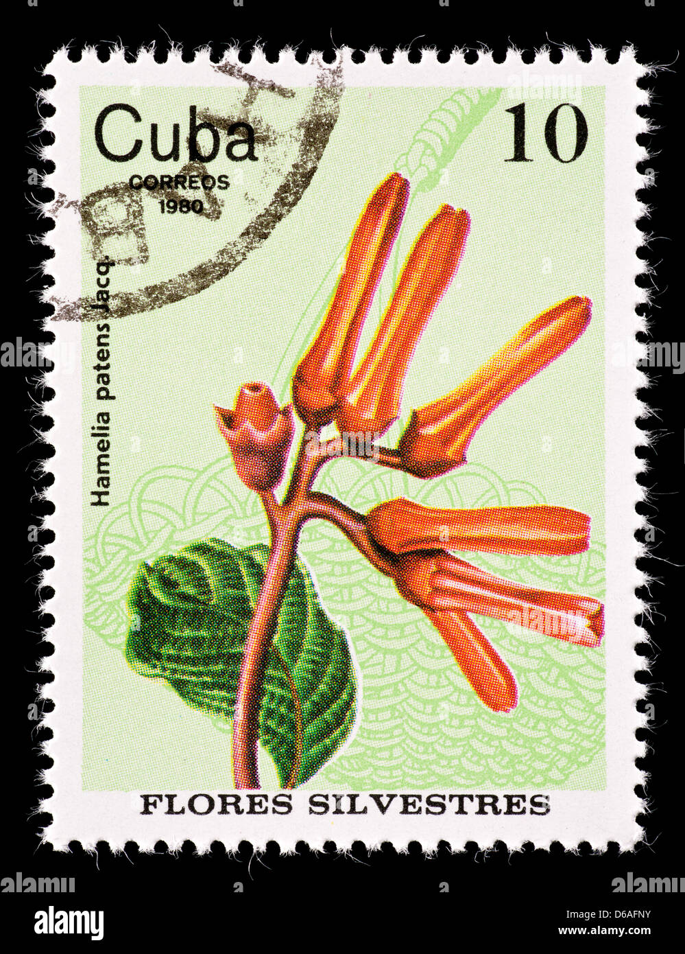 Postage stamp from Cuba depicting firebush flower (Hamelia patens) Stock Photo