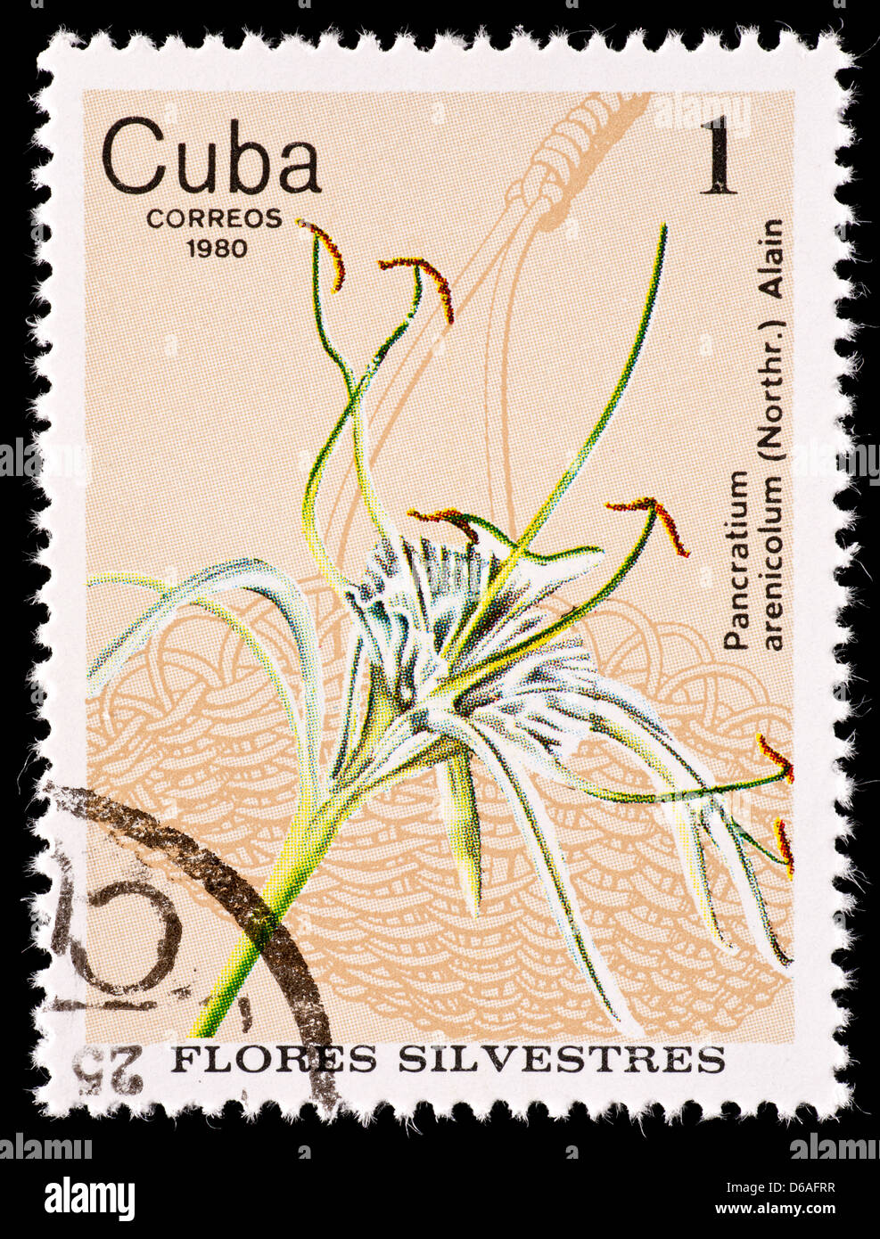 Postage stamp from Cuba depicting a spider lily flower (Pancratium arenicolum) Stock Photo