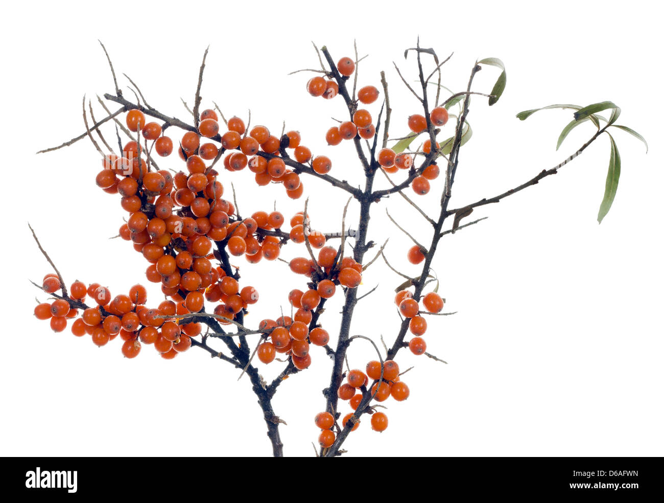 Branches of winter  sea-buckthorn berries Stock Photo