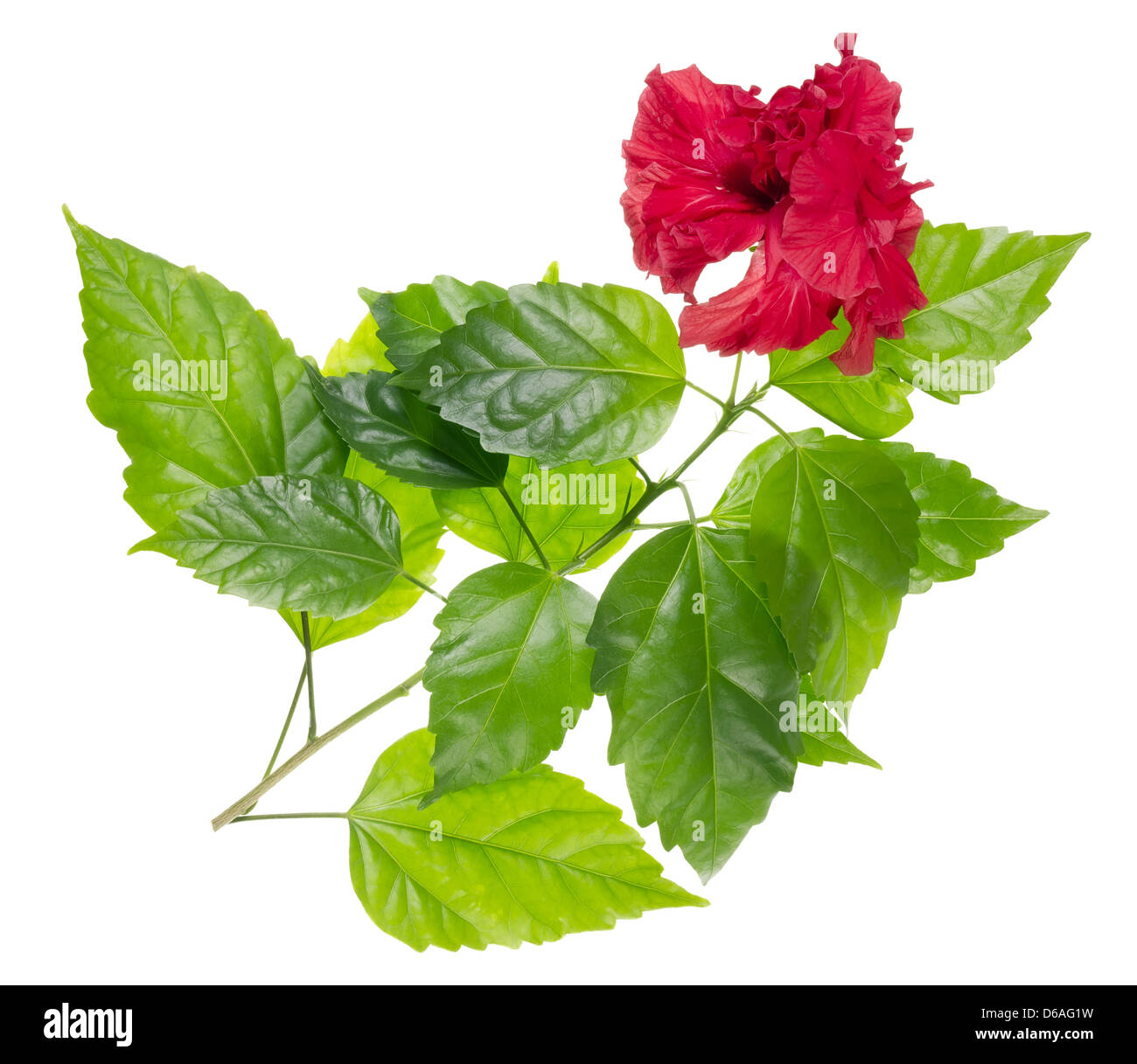 Chinesered Dragon rose isolated Stock Photo Alamy