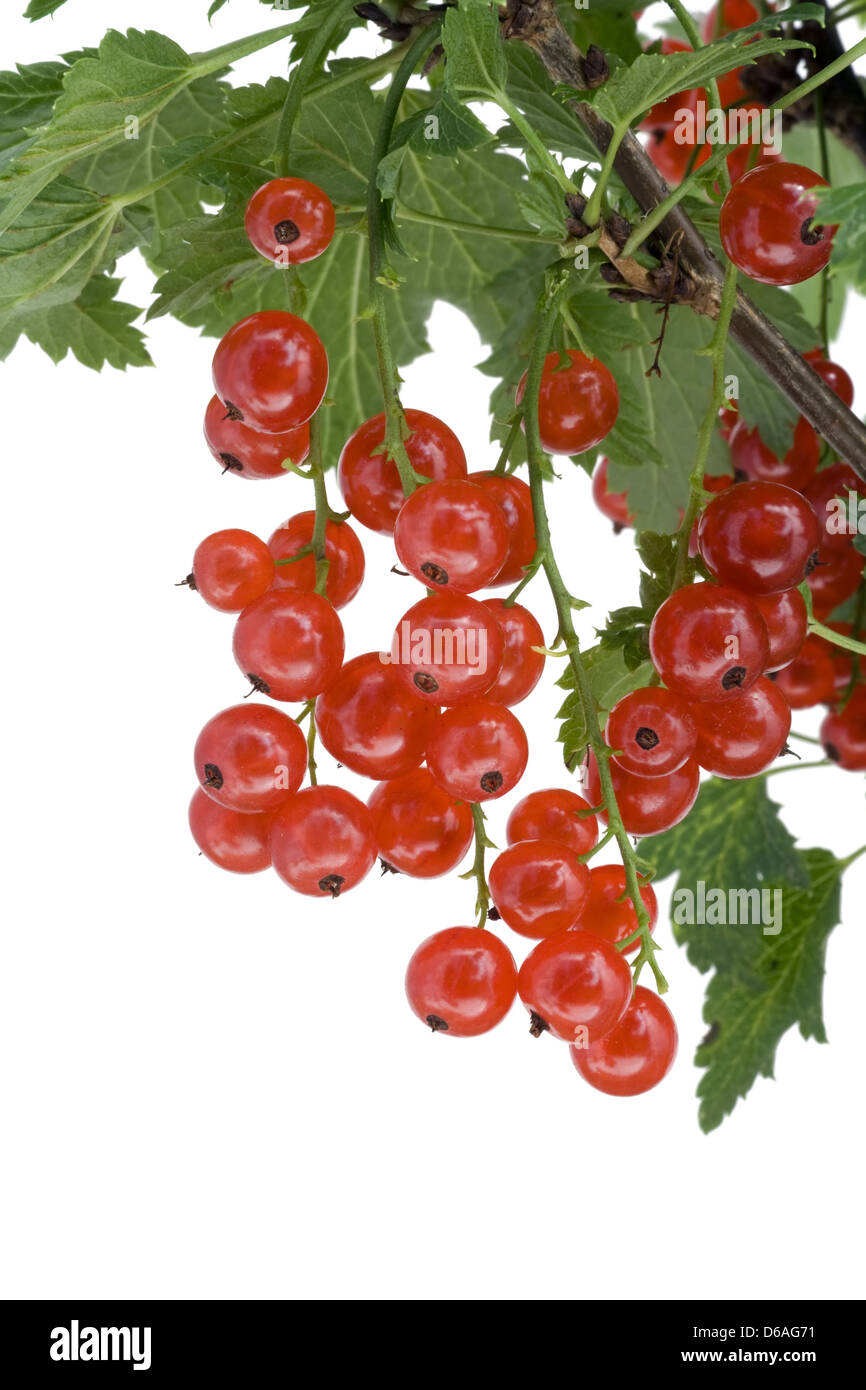 Clusters of  red currant hang on a branch Stock Photo