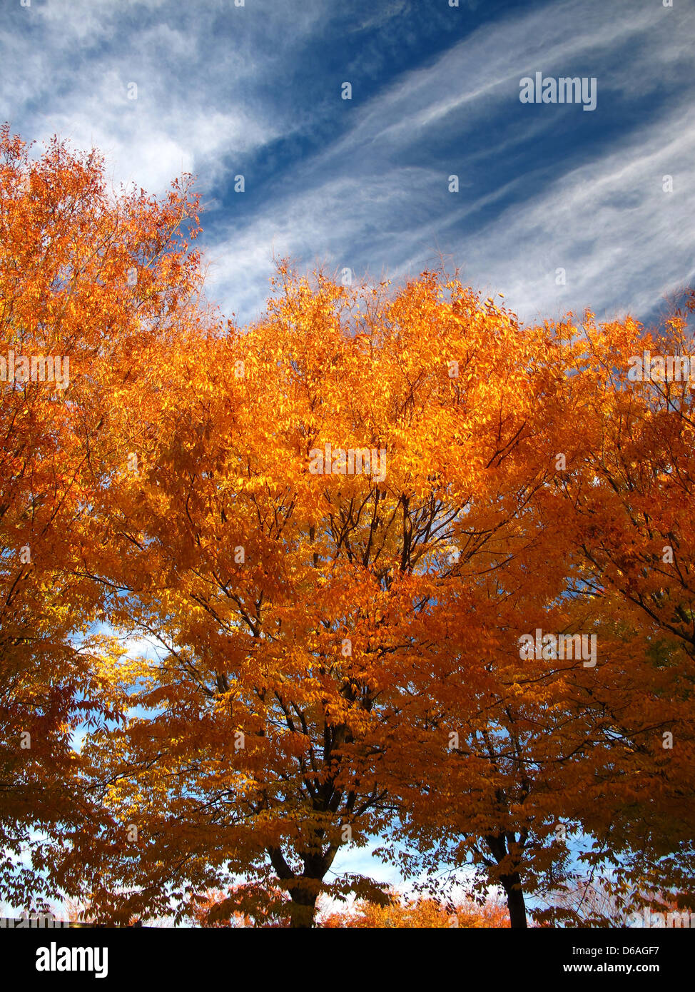 Fall Trees on Crisp Autumn Day Stock Photo
