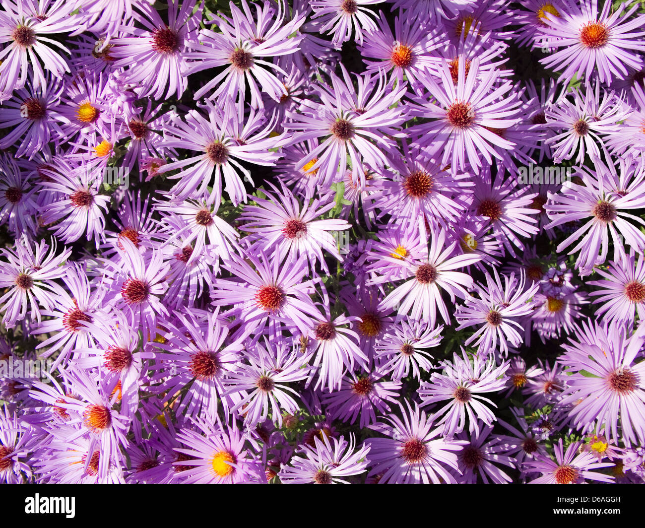 Close up of a bed of aster flowers in vibrant lavender and purple Stock Photo
