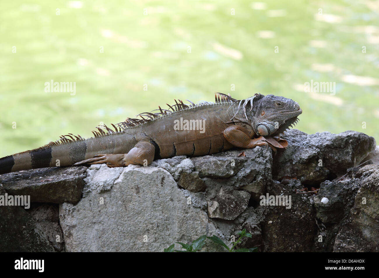 Iguana sunning in the Mayan Riviera Stock Photo