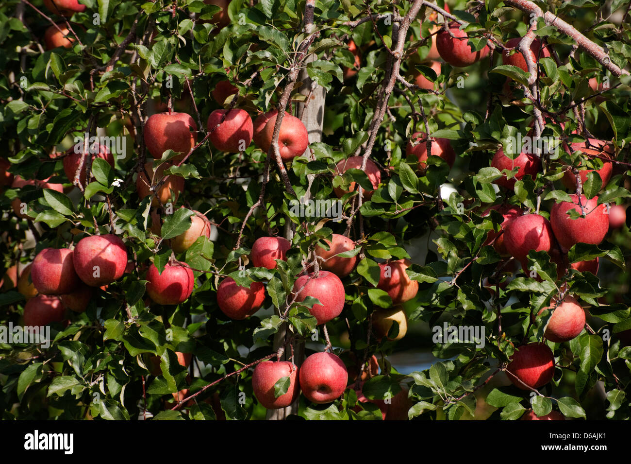 San (or Sun) Fuji apples ripening in the sunlight on an autumn day in