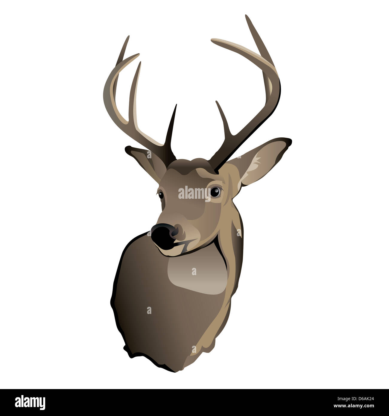 A shoulder mount of a trophy whitetailed deer buck Stock Photo Alamy