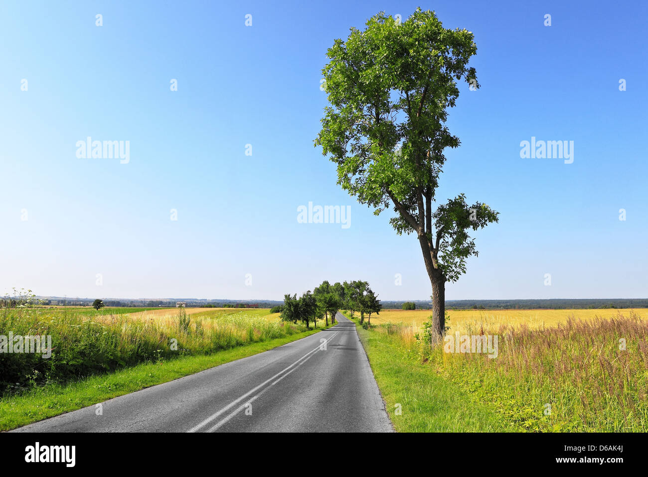 Summer country road Stock Photo