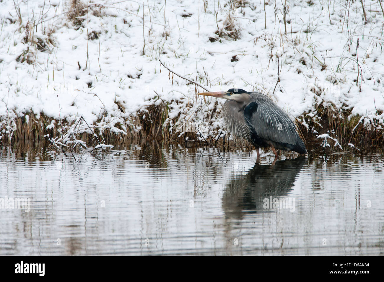 Great Blue Heron in Snow herons shorebird wading bird nature wildlife environment Stock Photo