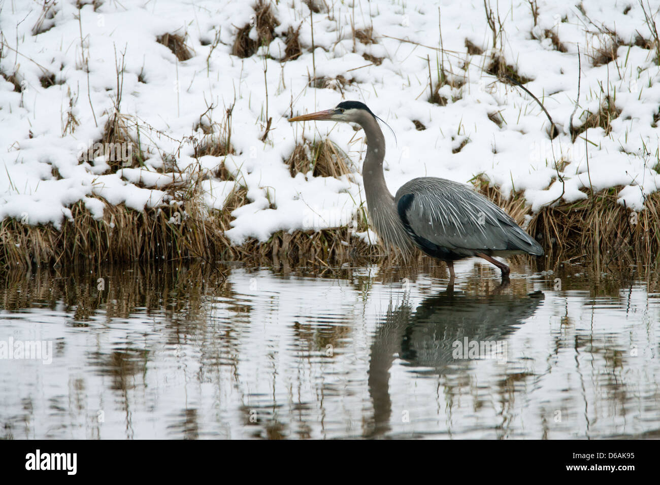 Great Blue Heron in Snow Stock Photo Alamy