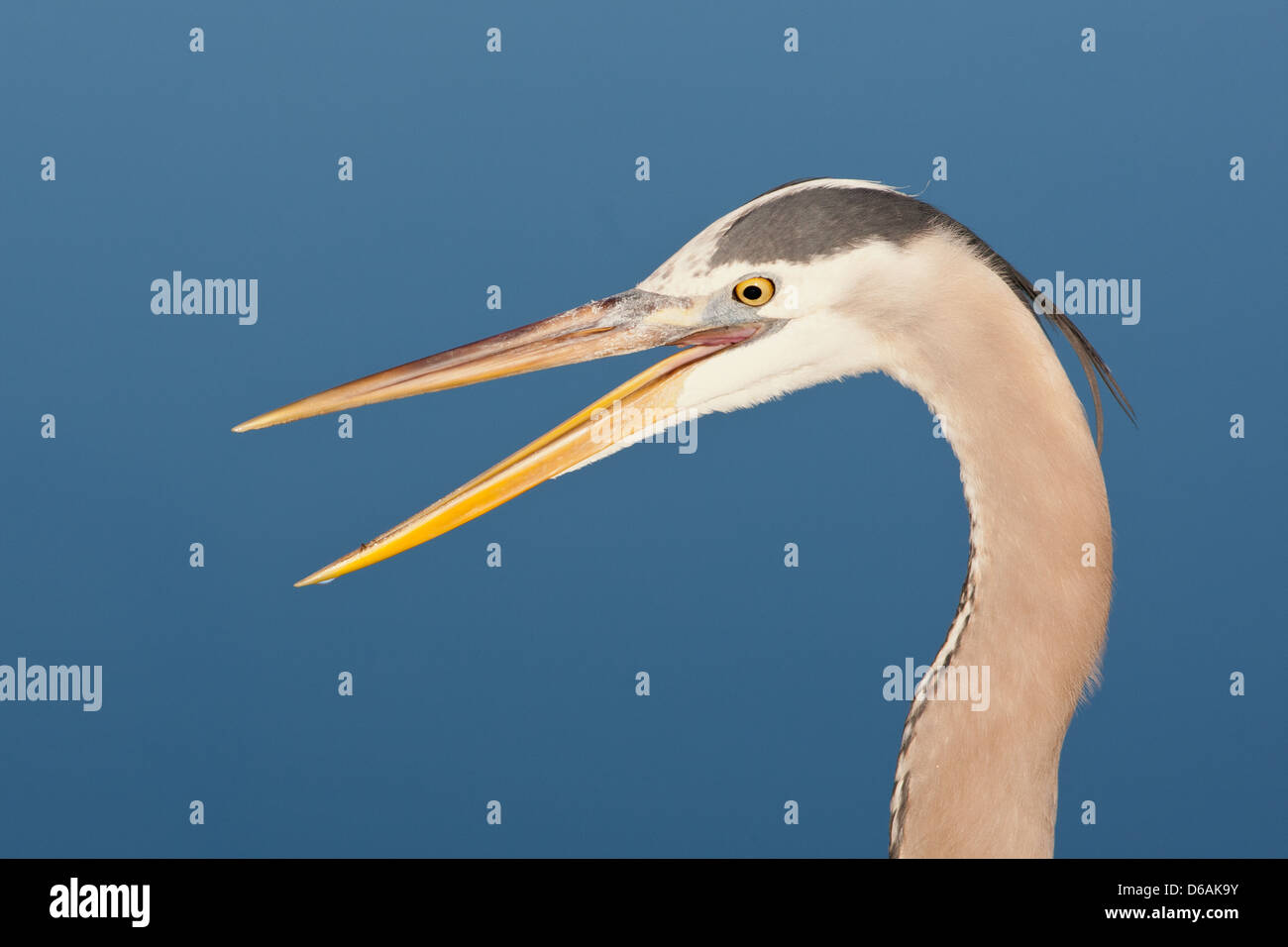 Great Blue Heron head shot herons shorebird squawking wading bird nature wildlife environment Stock Photo