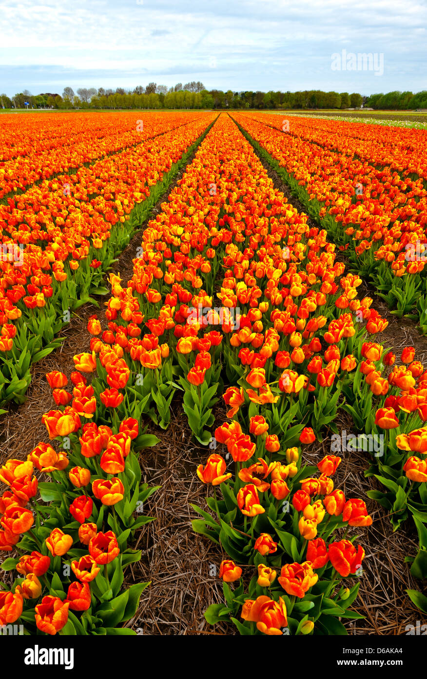 Field of Tulips Stock Photo - Alamy