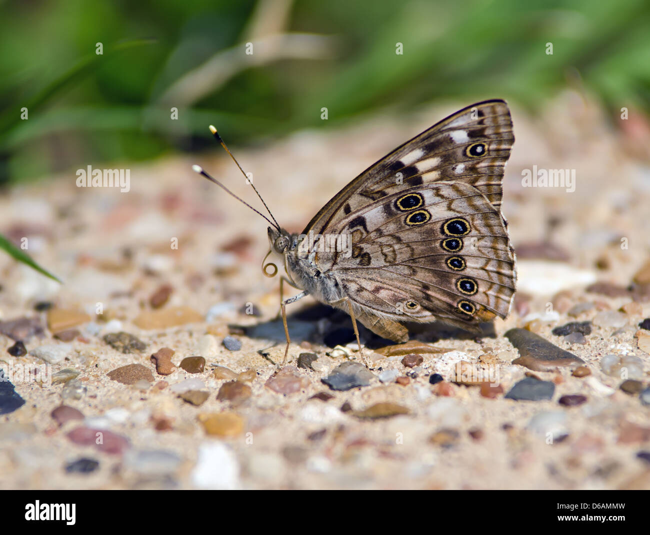 Hackberry Emperor butterfly (Asterocampa celtis) Stock Photo