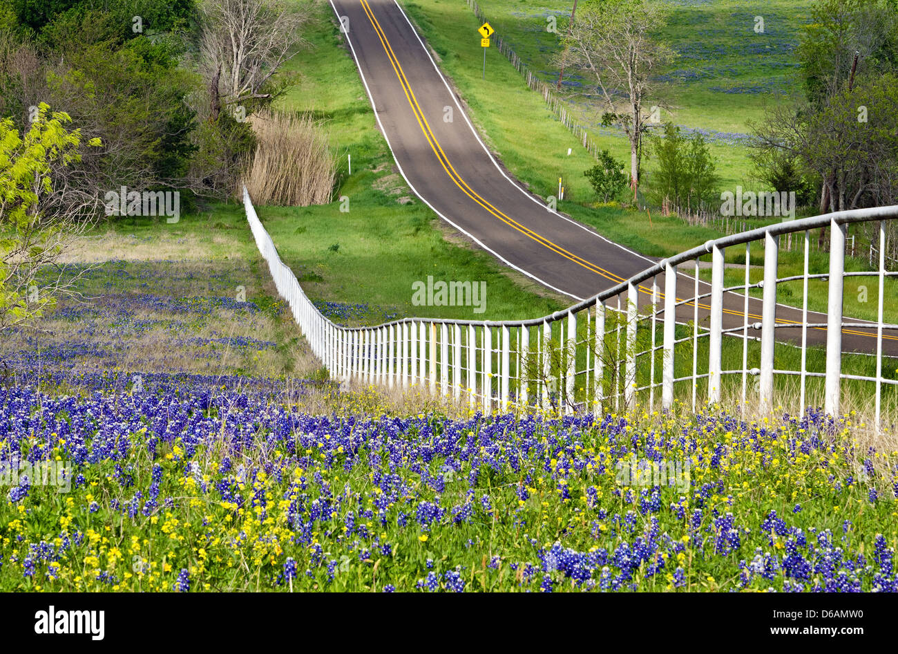 Texas yellow wildflowers hi-res stock photography and images - Alamy