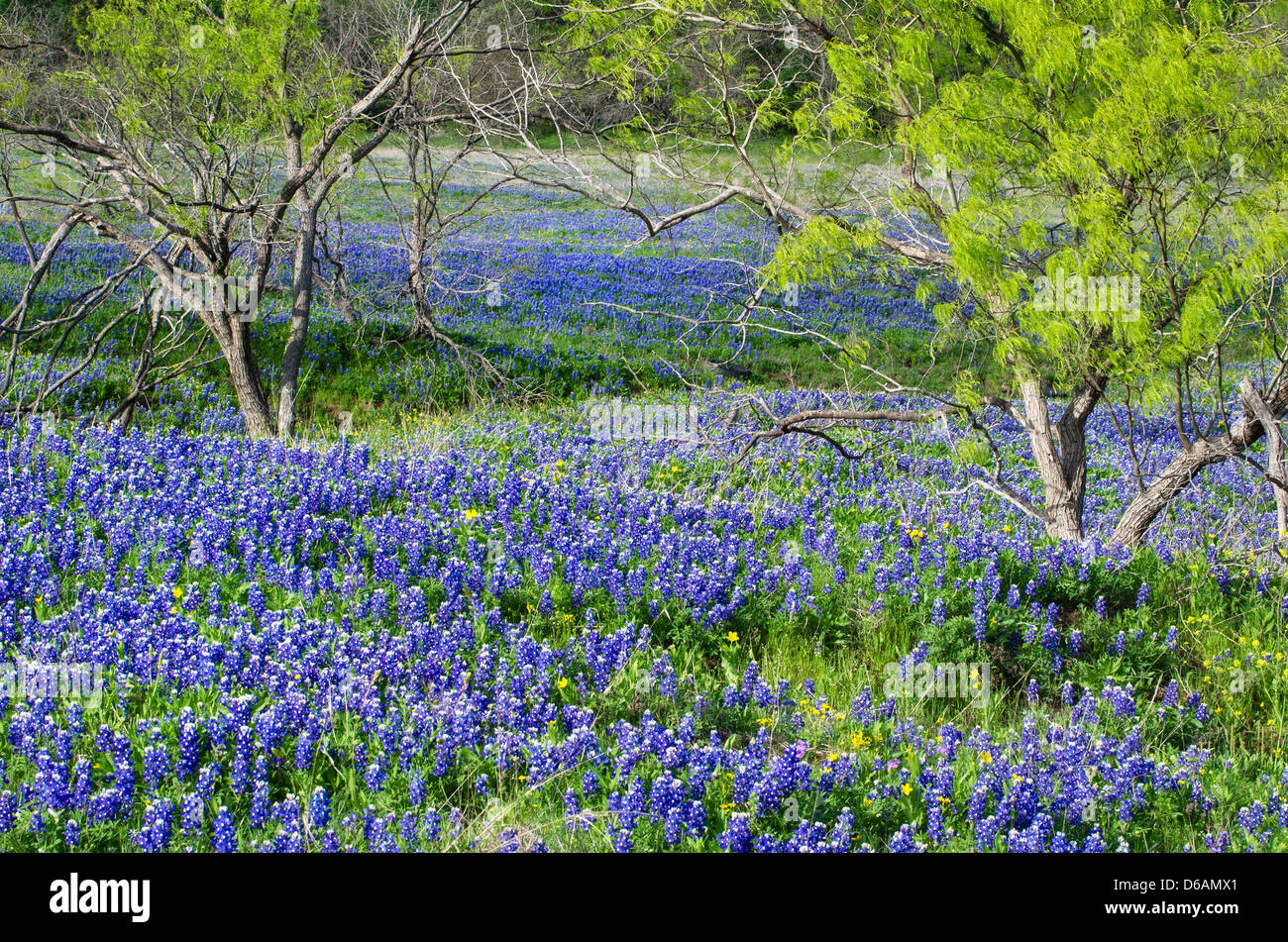 Bluebonnets, the state flower of Texas, blooming in the spring Stock Photo