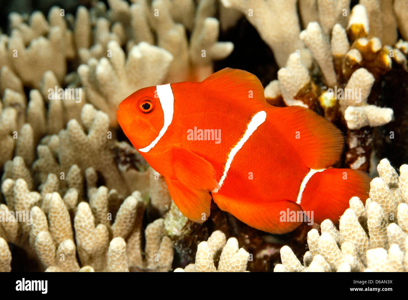 Spinecheek Anemonefish, also known as a Maroon Clownfish, Premnas biaculeatus. Stock Photo
