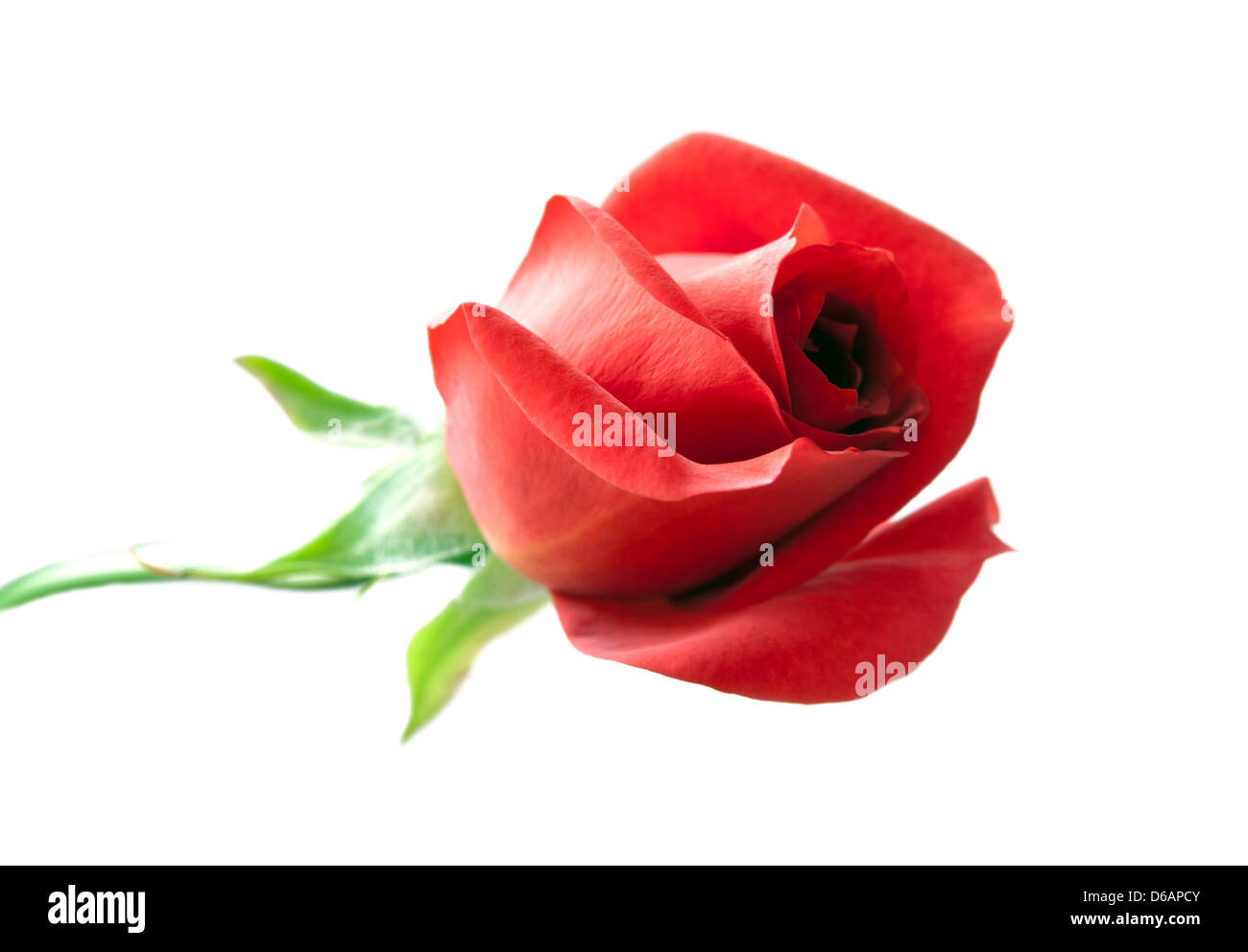 Red Rose Isolated On White Hi Res Stock Photography And Images Alamy