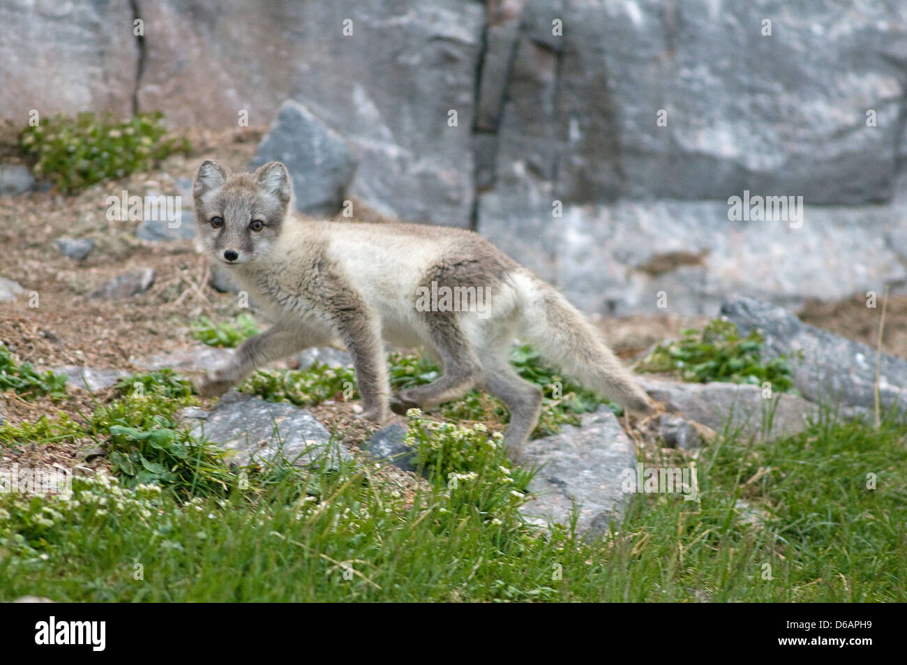 Norway, Svalbard Archipelago, Spitsbergen, Sassenfjorden. Arctic fox, Alopex lagopus, adults walks the base of cliffs where guil Stock Photo