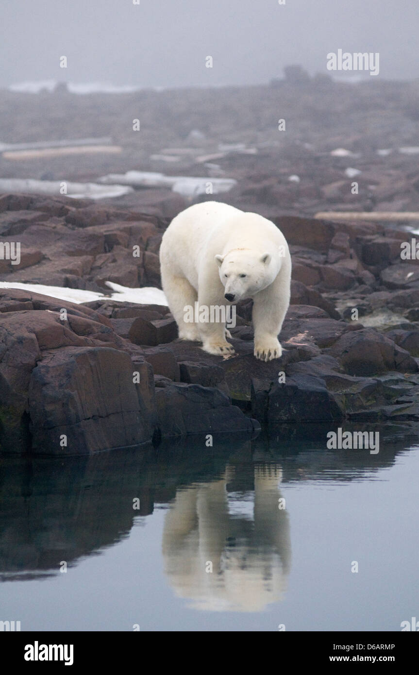 Norway Svalbard Archipelago Spitsbergen Polar Bear Ursus Maritimus