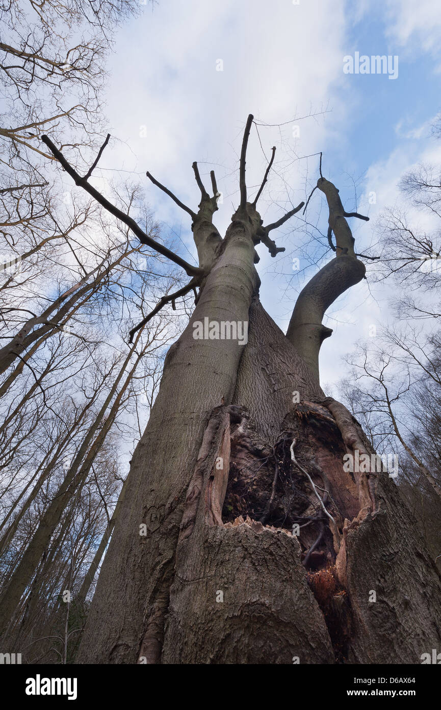 Thick well established tree canopy in protected ancient mature