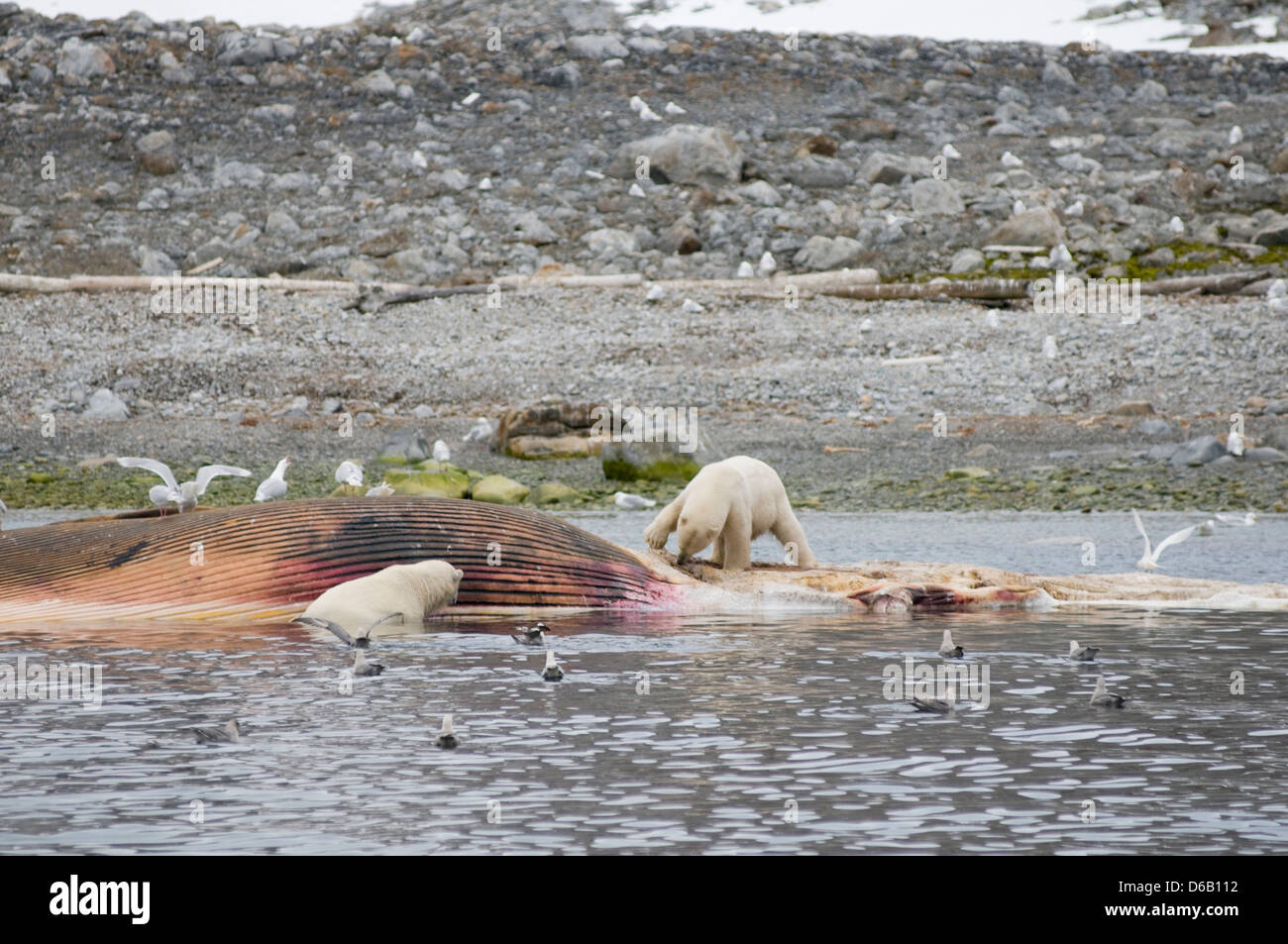 Norway Svalbard Archipelago Spitsbergen Polar Bear Ursus Maritimus