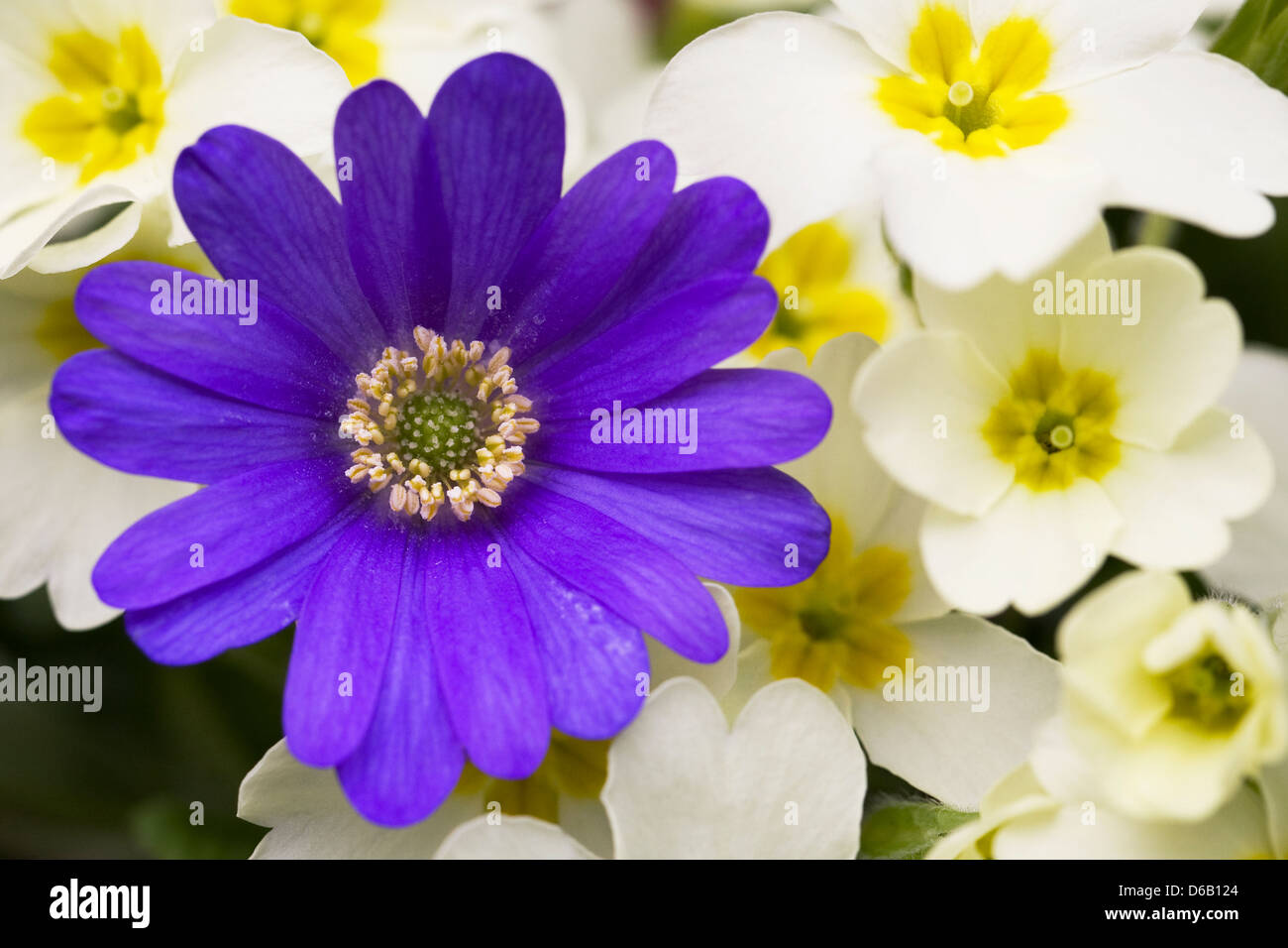 Anemone blanda peeking out amongst the primroses. Stock Photo