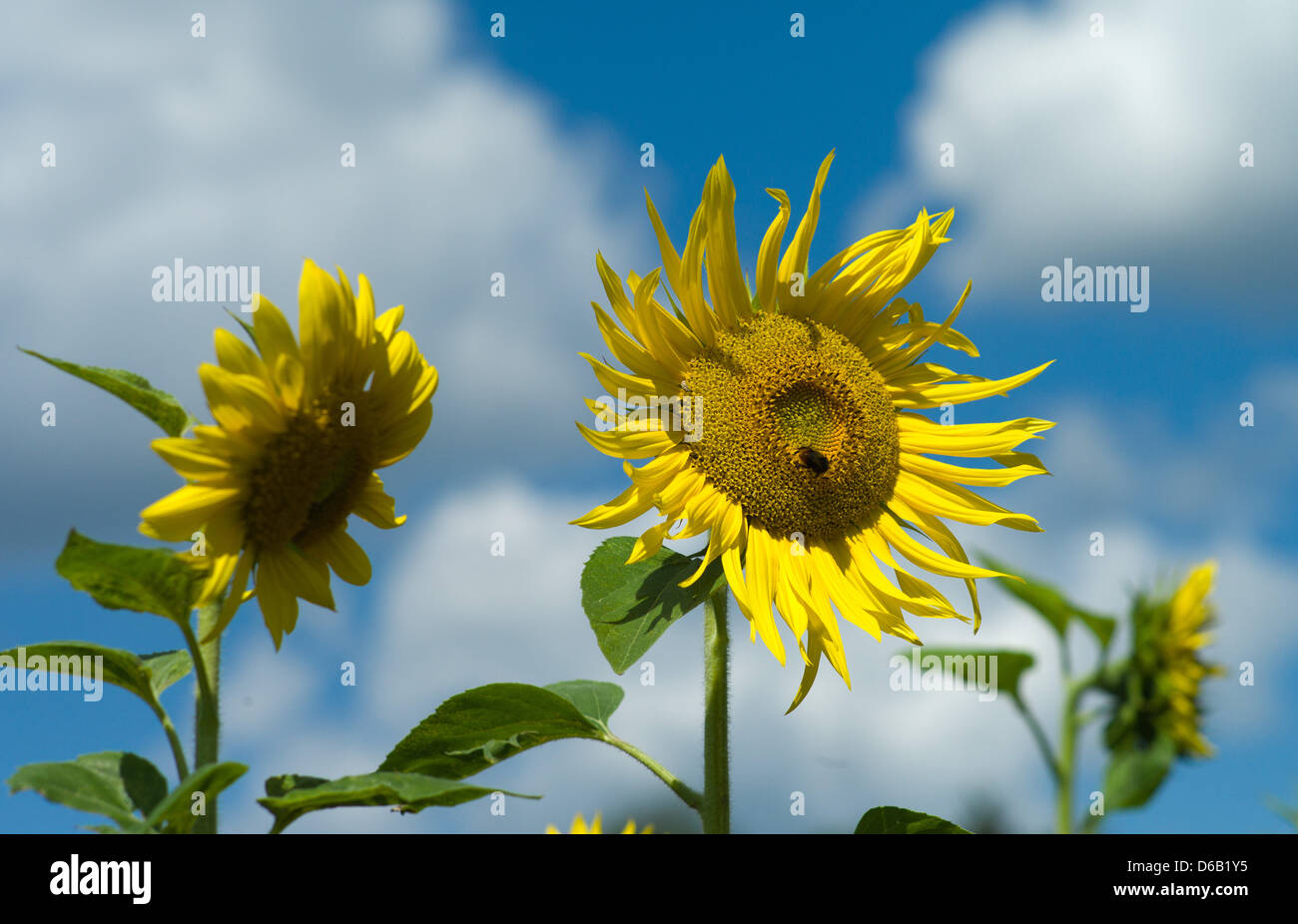 Sunflowers grow in a field new Gatow in Berlin, Germany, 14 August 2012. Photo Maurizio