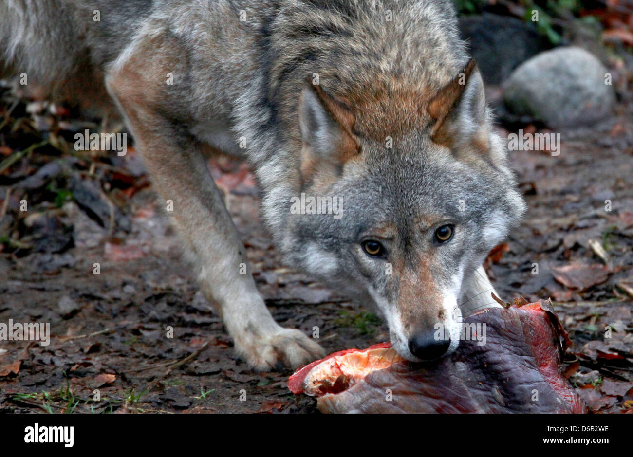 Что любит есть волк. Что любит есть волк. Что любит есть волк. Что любит есть волк. Что любит есть волк.