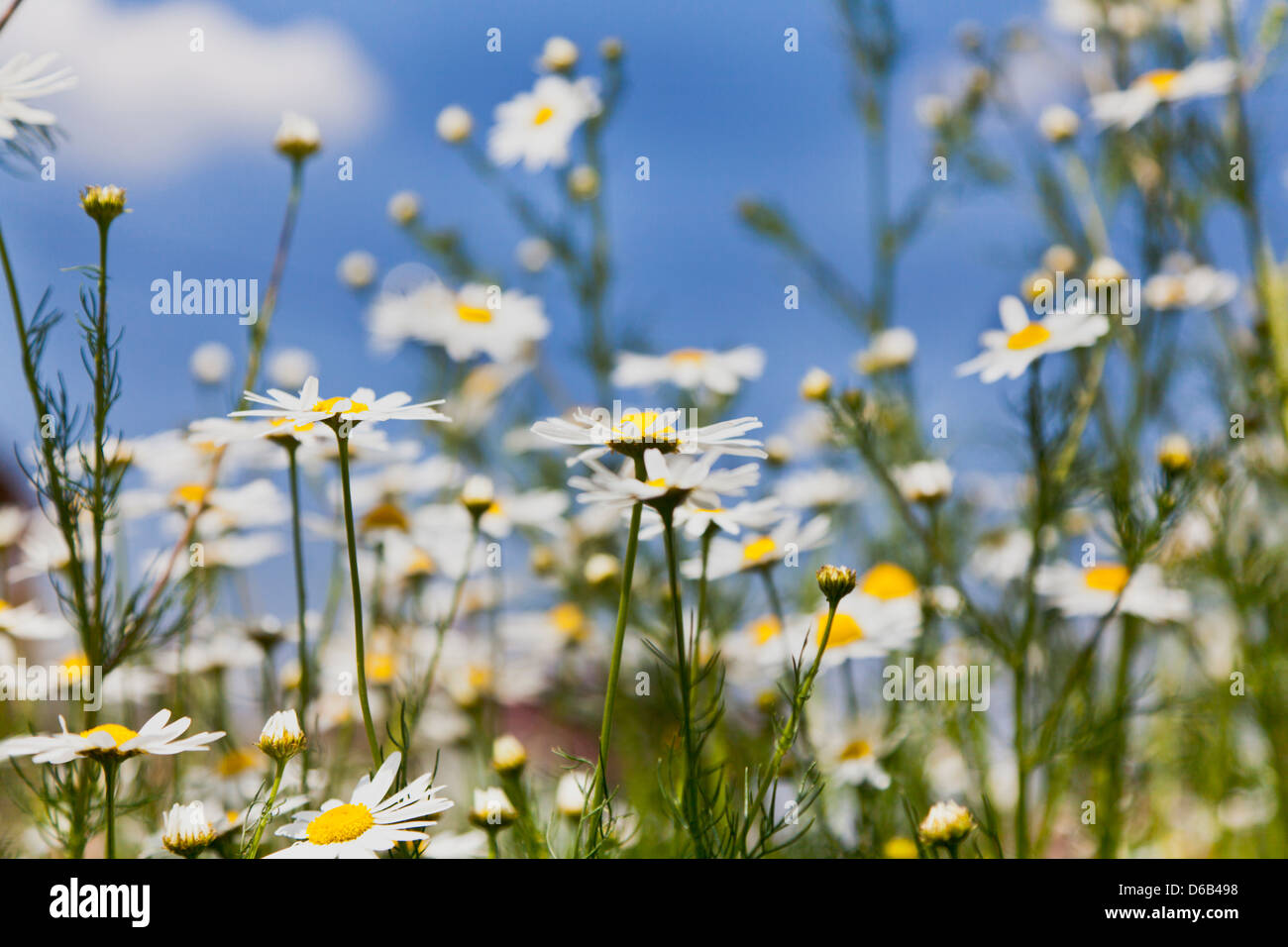 German chamomile art hi-res stock photography and images - Alamy