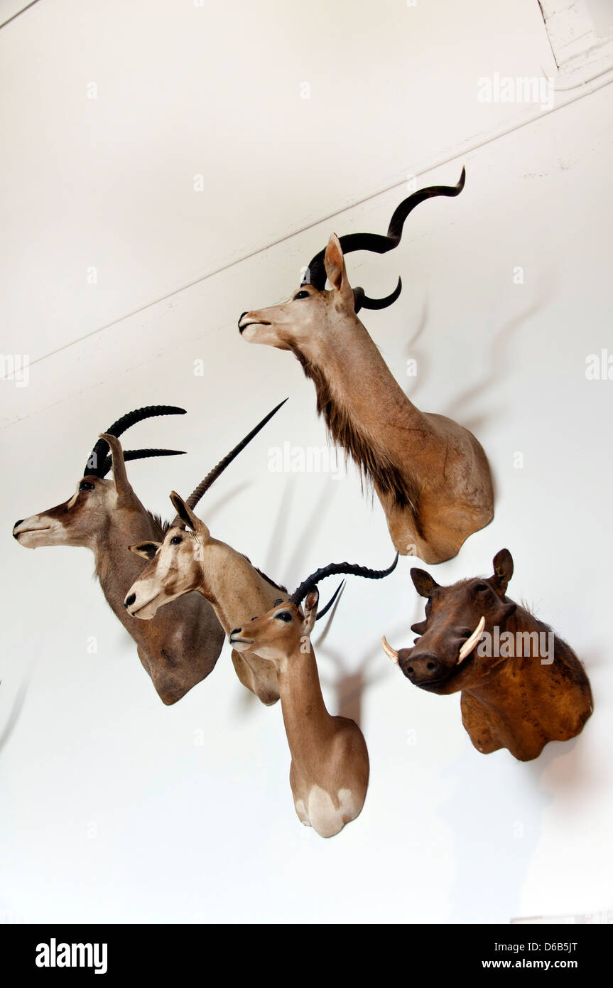 https://c8.alamy.com/comp/D6B5JT/animal-heads-on-wall-natural-history-museum-los-angeles-ca-D6B5JT.jpg