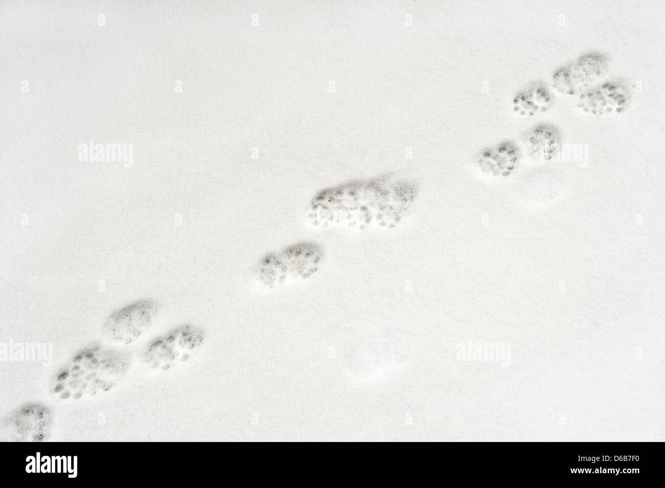 Animal footprints in snow Stock Photo Alamy