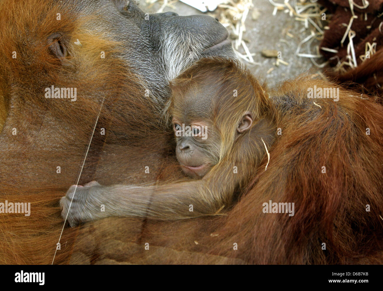 The six-day old Orangutan baby cuddles with it mother at Zoom Erlebniswelt in Gelsenkirchen, Germany, 22 August 2012 (Photographed through a pane of glass). Its birth was a surprise because mother Sexta is 40 years old. Photo: ROLAND WEIHRAUCH Stock Photo