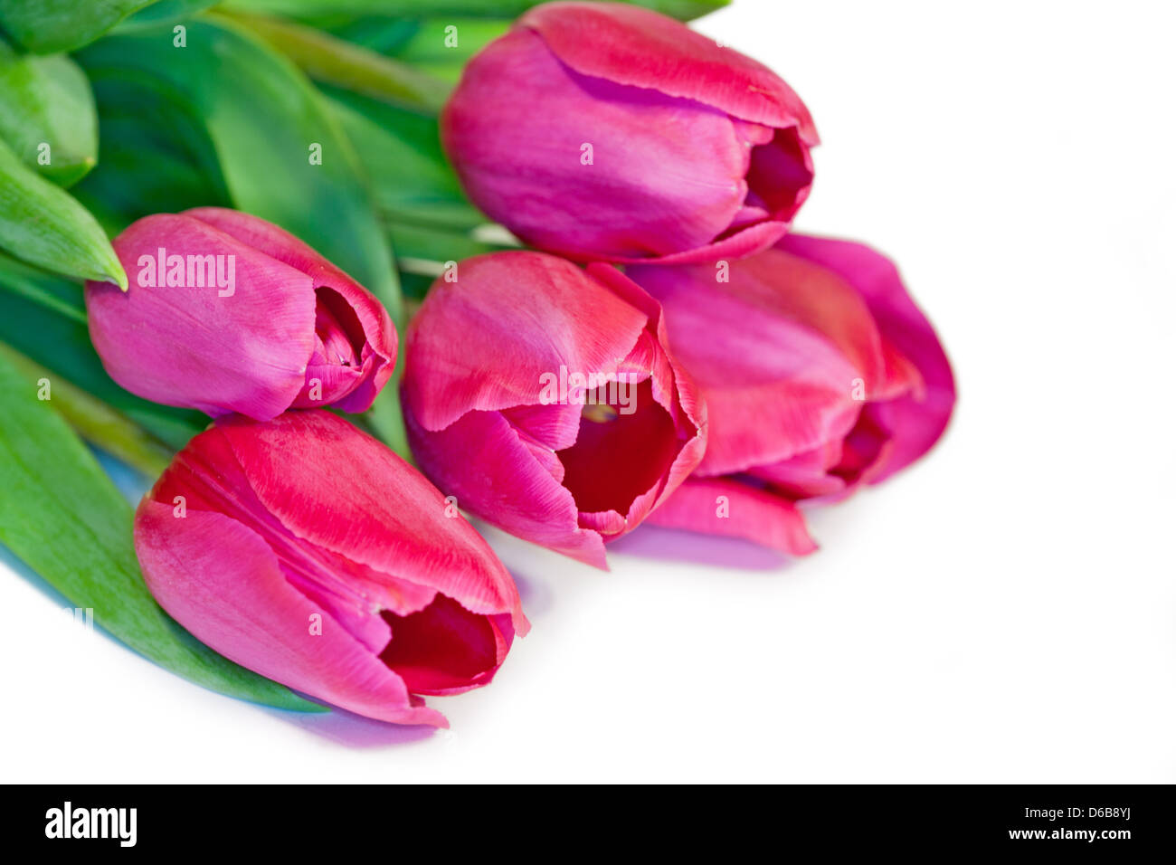 flower tulip closeup Stock Photo - Alamy
