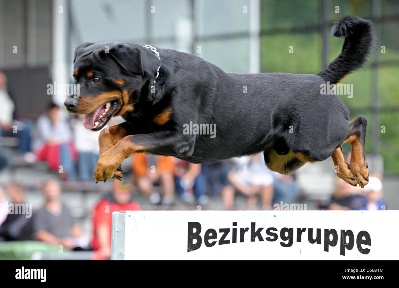 Sport Rottweiler A rottweiler dog jumps over an obstacle during a practice session of ...