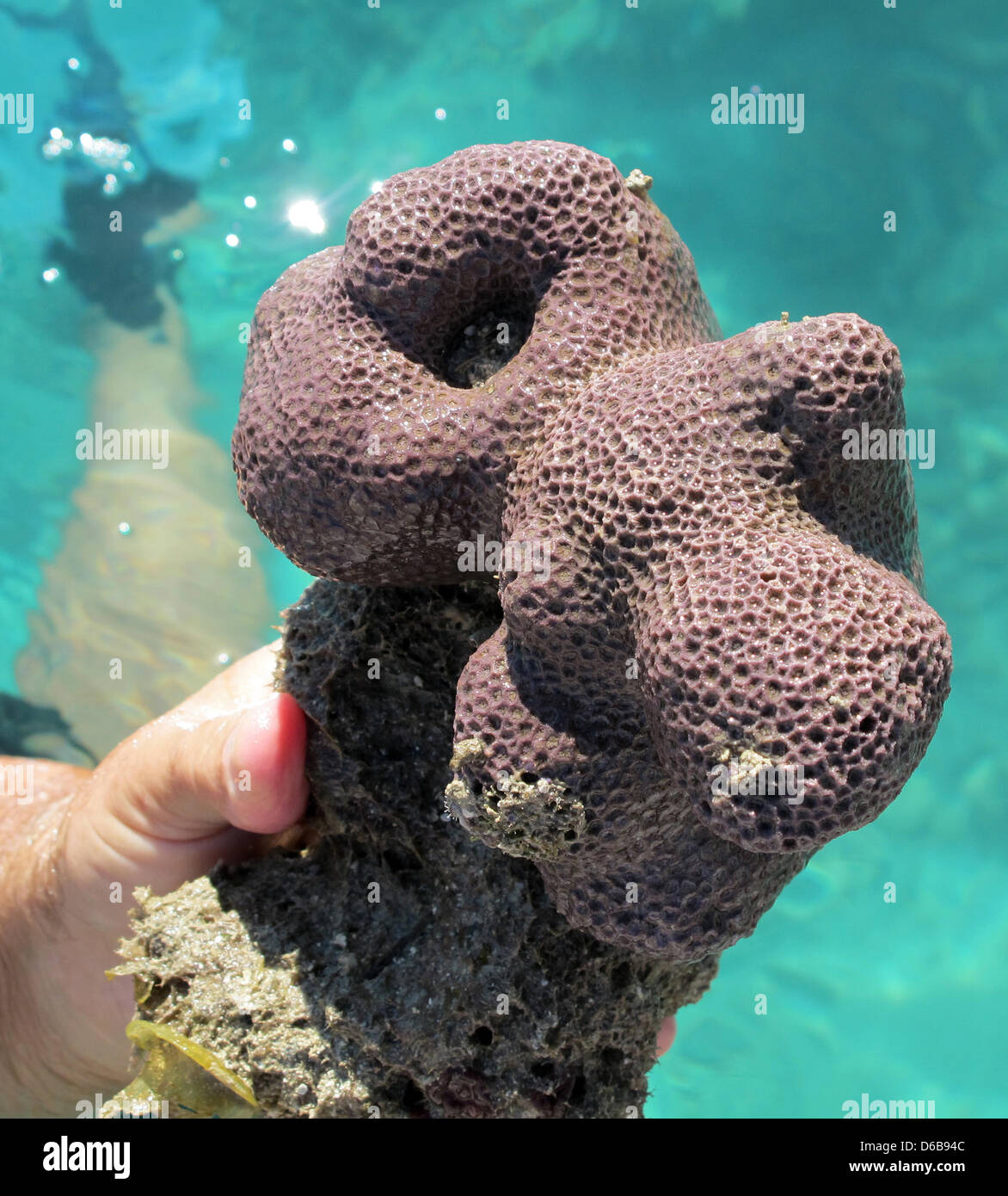 Black-Ball Sponge - Ircinia strobilina - Key Largo, Florida - Photo 2 -  South Florida Reefs