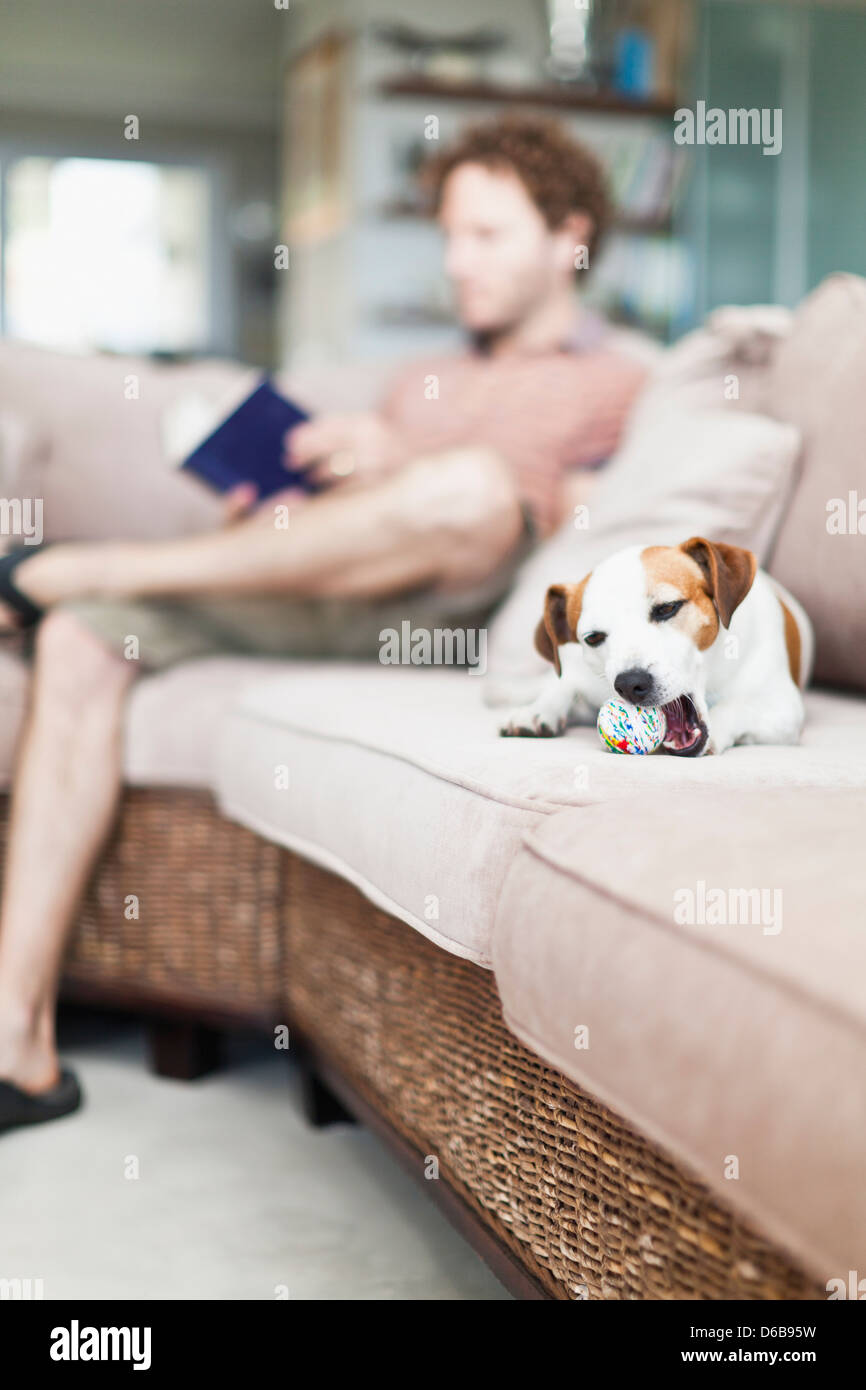 Dog chewing toy on sofa Stock Photo
