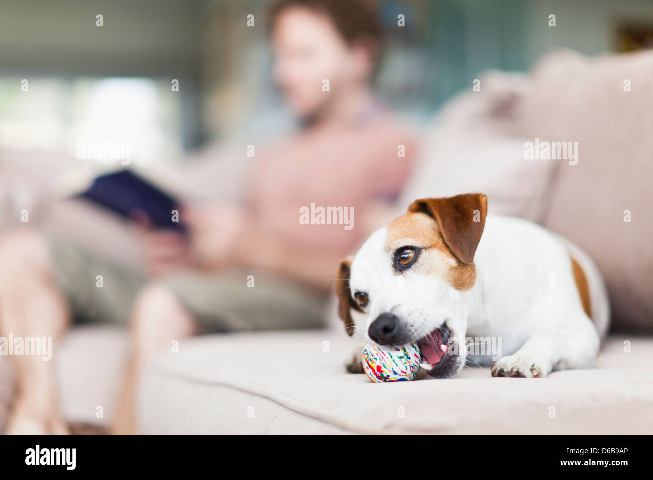 Dog chewing toy hires stock photography and images Alamy