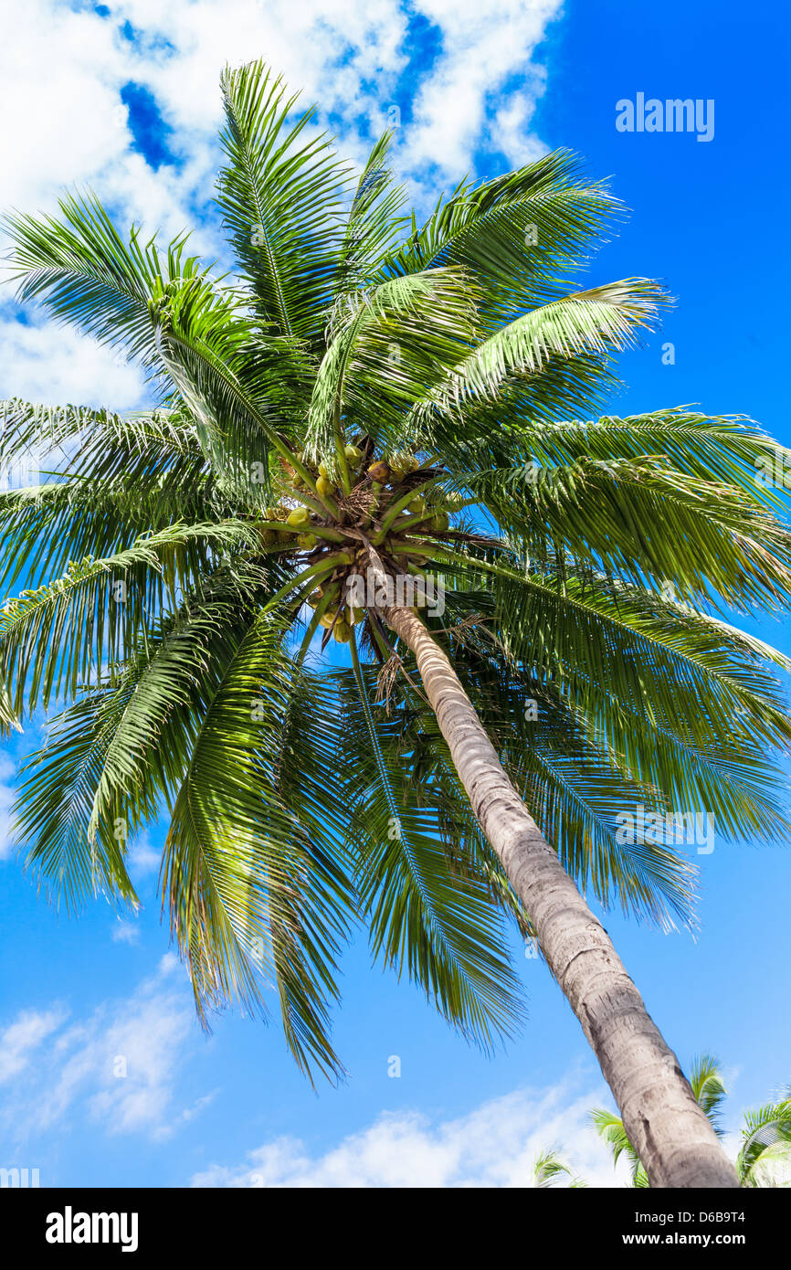 palm plant blue sky Stock Photo - Alamy