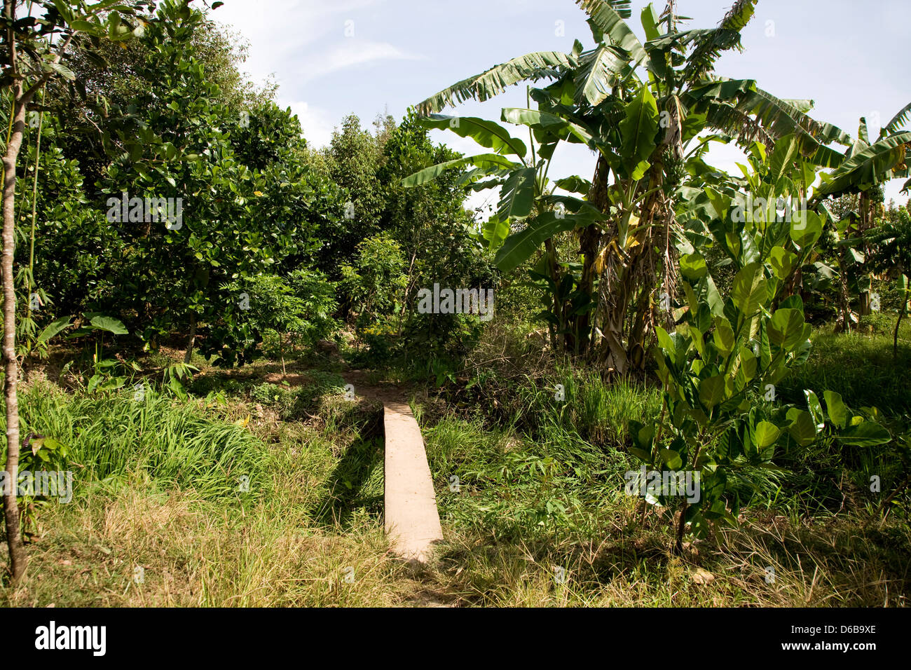 Fruit plantation Stock Photo