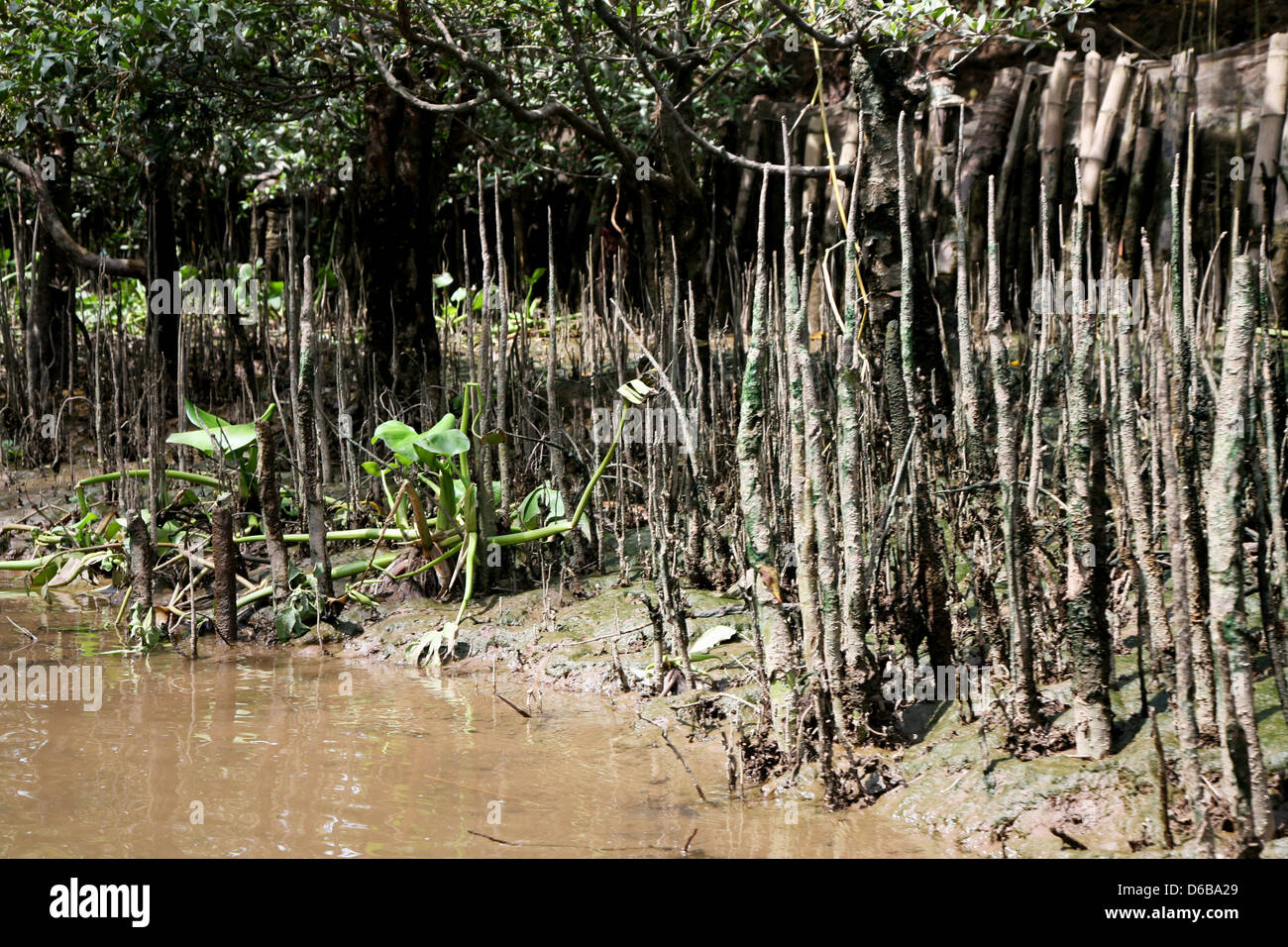 Mangroves in Vietnam Stock Photo