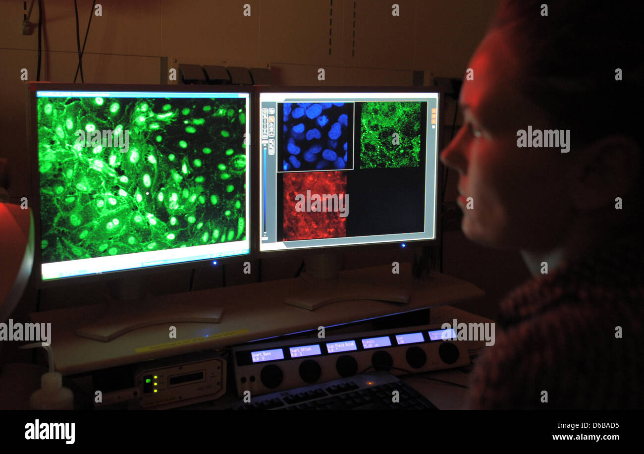 Bio technician Marina Prewitz uses a confocal laser scanning microscopy to inspect the structure of human corneas at the Leibniz Institute for Polymer Research in Dresden, Germany, 23 August 2012. Almost 500 people work at the IPF. Photo: Matthias Hiekel Stock Photo